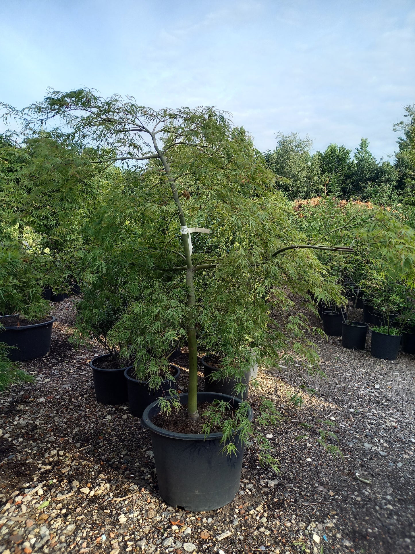 Acer palmatum Dissectum Japanse esdoorn