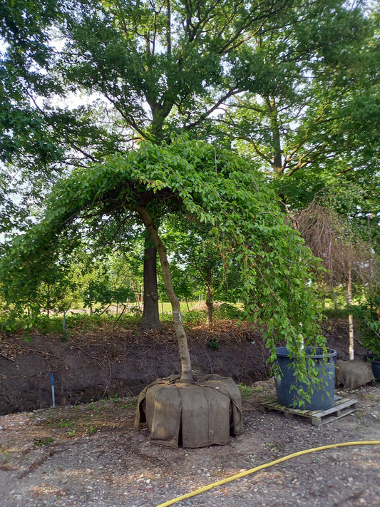 Carpinus Betulus Pendula beuk