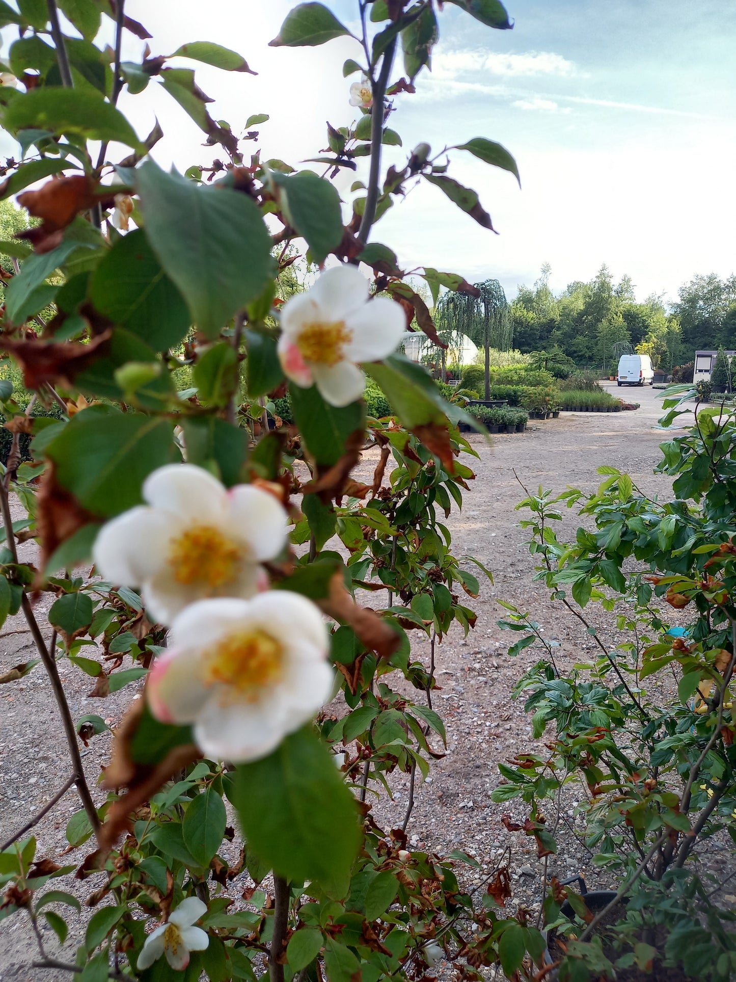 Stewartia Pseudocammelia schijncamelia