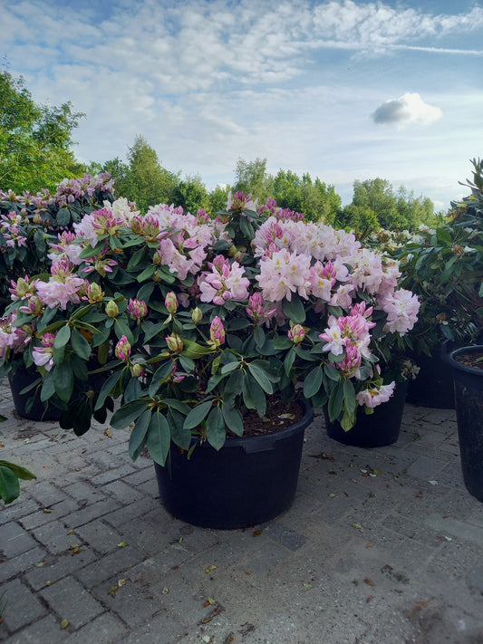 Rhododendron Hybr. Gomer Waterer 90-100cm