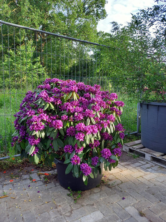 Rhododendron Hybr. Azurro 90-100cm