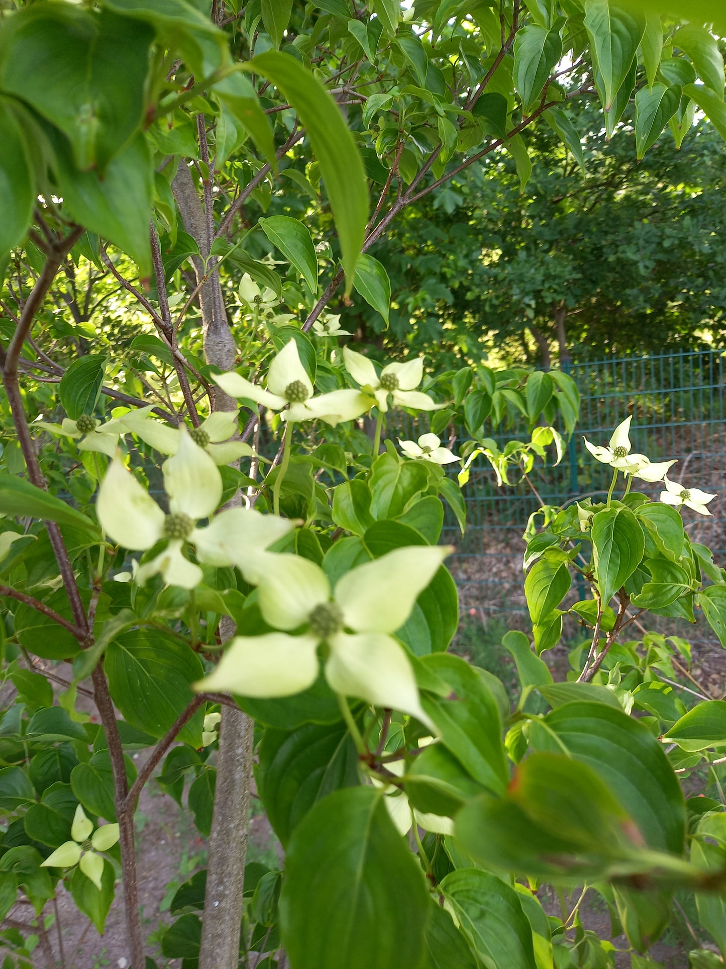 Cornus kousa i.So kornoelje