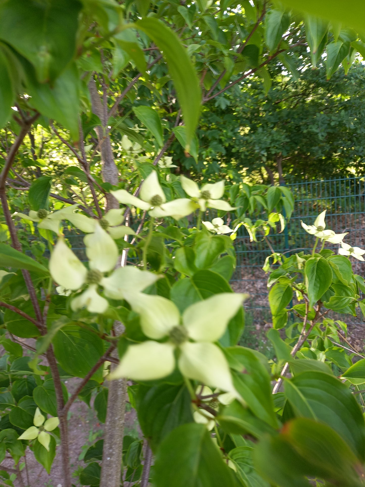 Cornus kousa i.So kornoelje