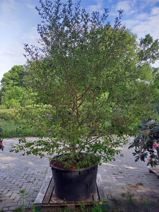 Stewartia Pseudocammelia schijncamelia