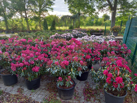 Rhododendron Hybr. Nova Zembla 70-80cm