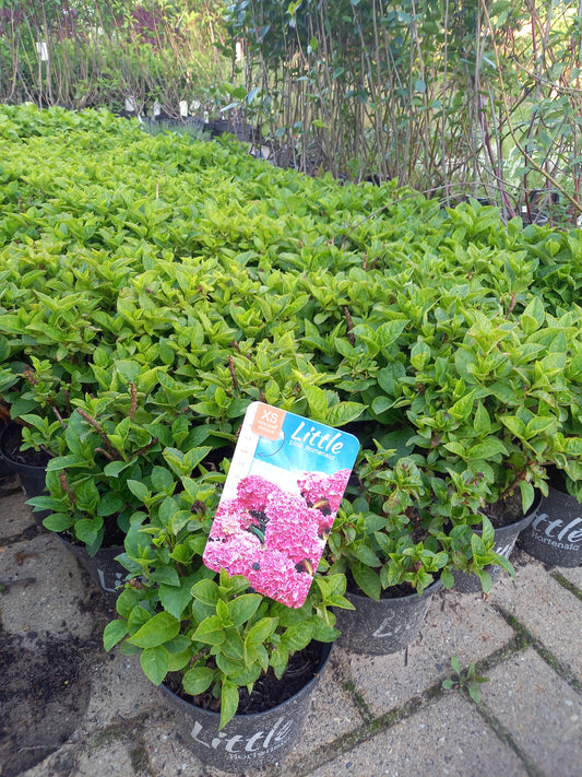 Kleinblijvende hortensia Roze