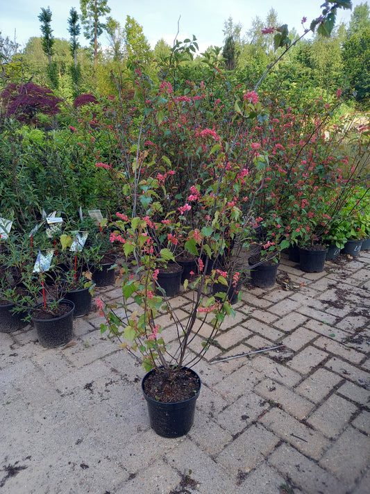 Neillia Affinis trosspirea