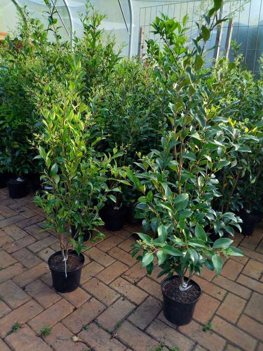 Ligustrum Texanum groenblijvende liguster