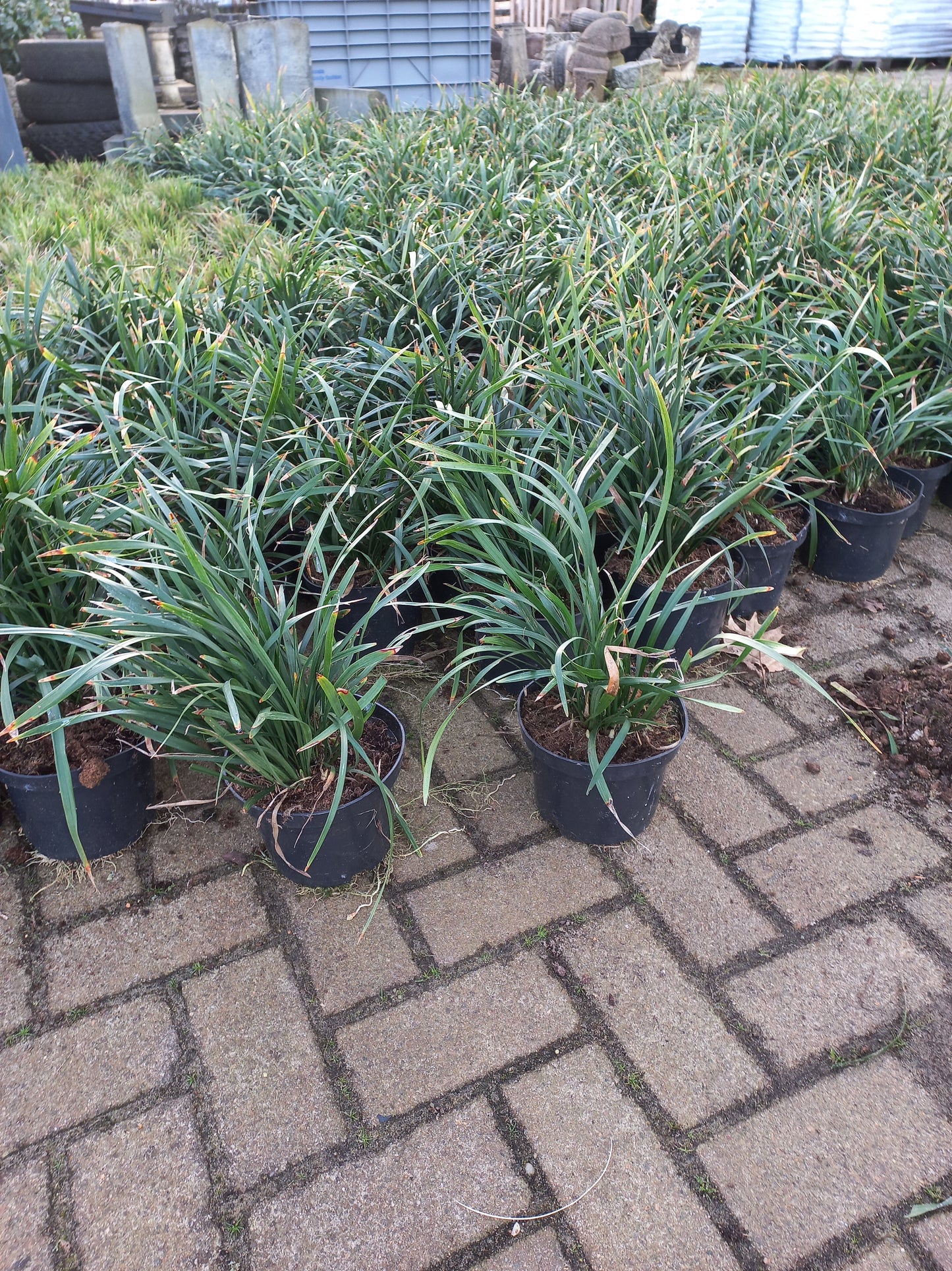 Liriope muscari moneymaker