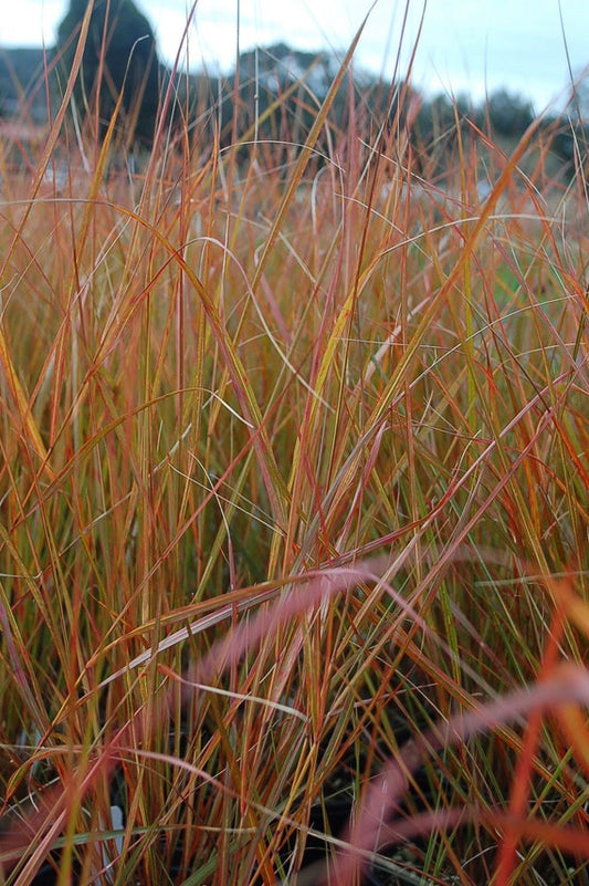 Stipa arundinacea