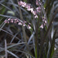 Ophiopogon plan. Niger