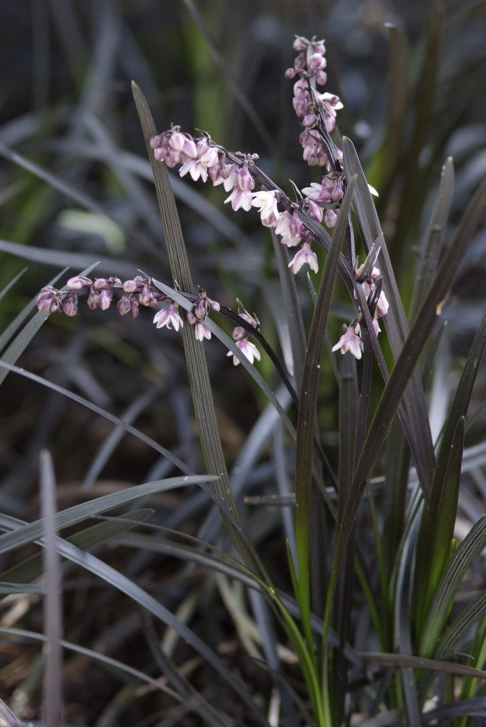 Ophiopogon plan. Niger